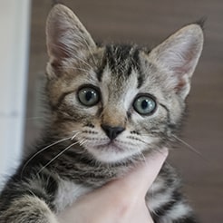 hana
