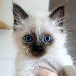 coco